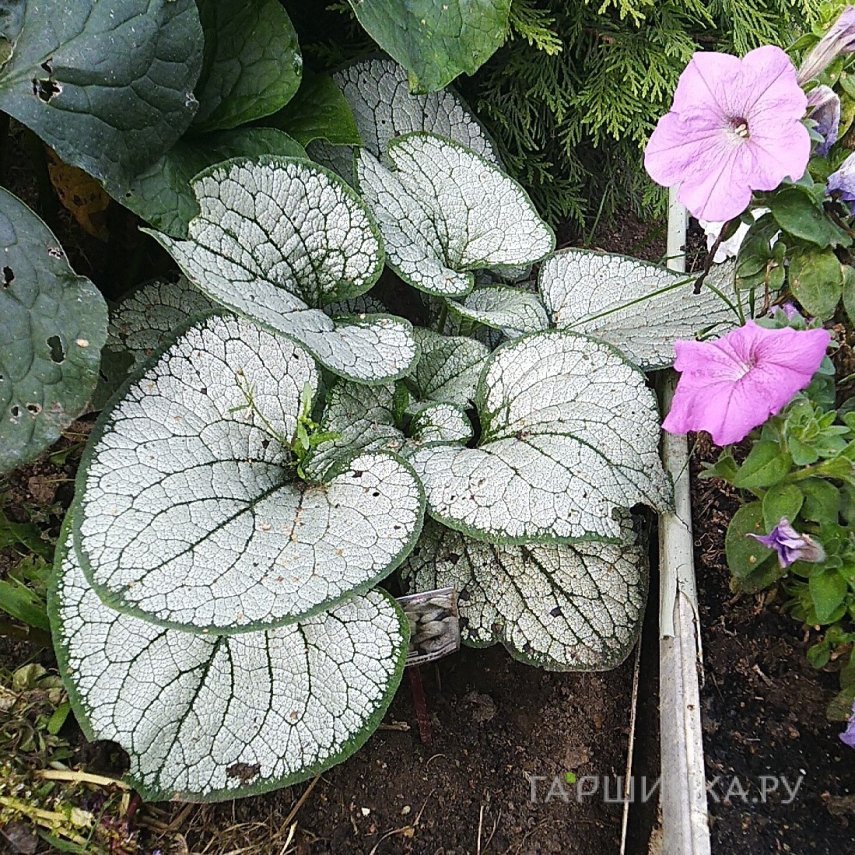 Бруннера Сильвер Хеарт