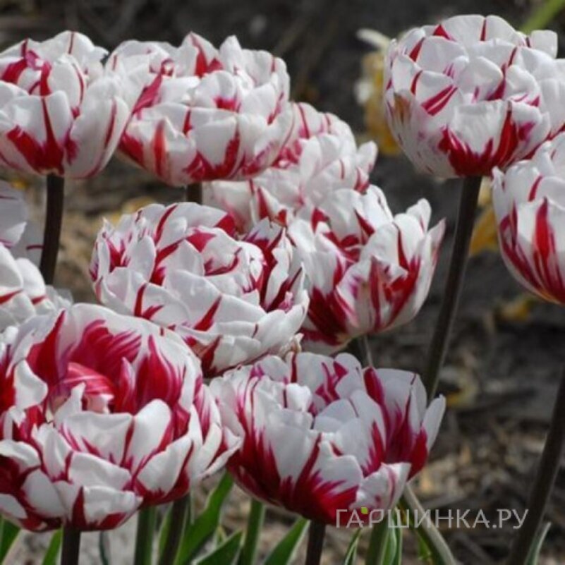 Тюльпан Карнавал де Найс 5шт.