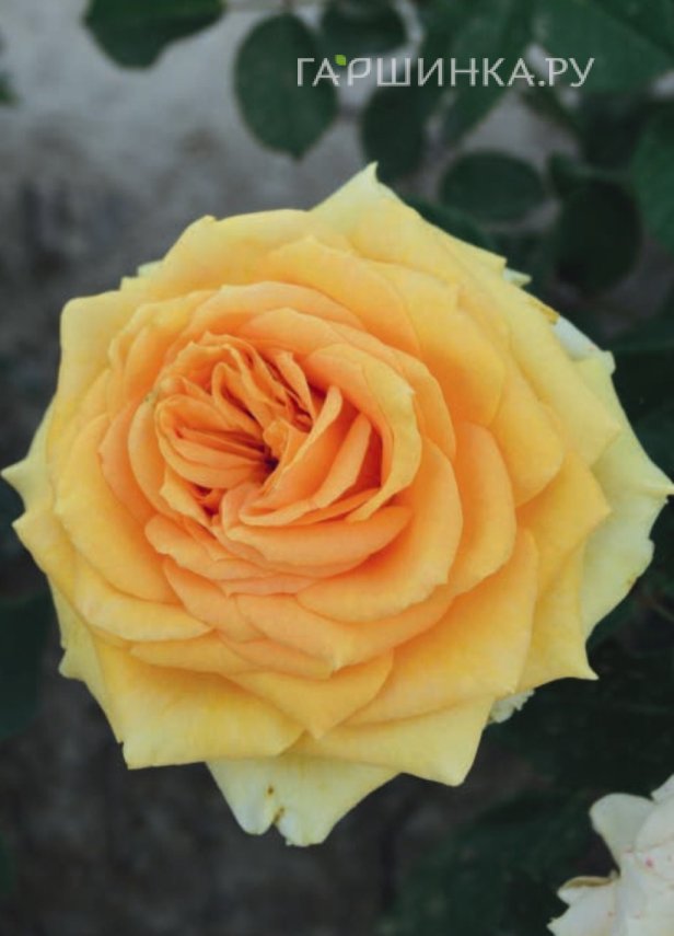 Роза Лион чайно-гибридная, Imperial Rose