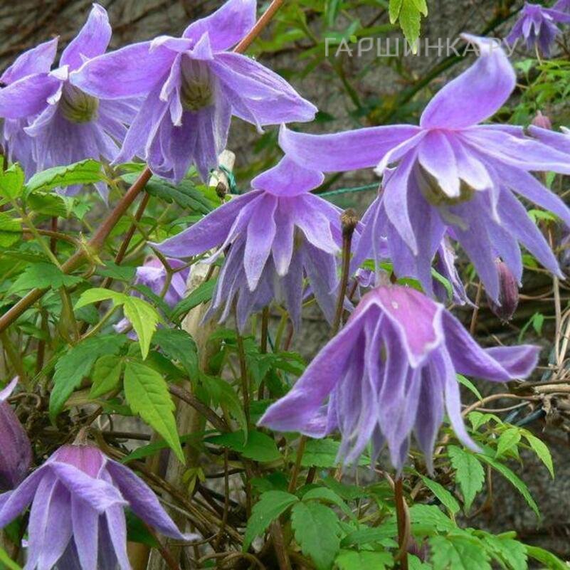 Клематис (Княжик) Сесиль махровый мелкоцветковый (1)