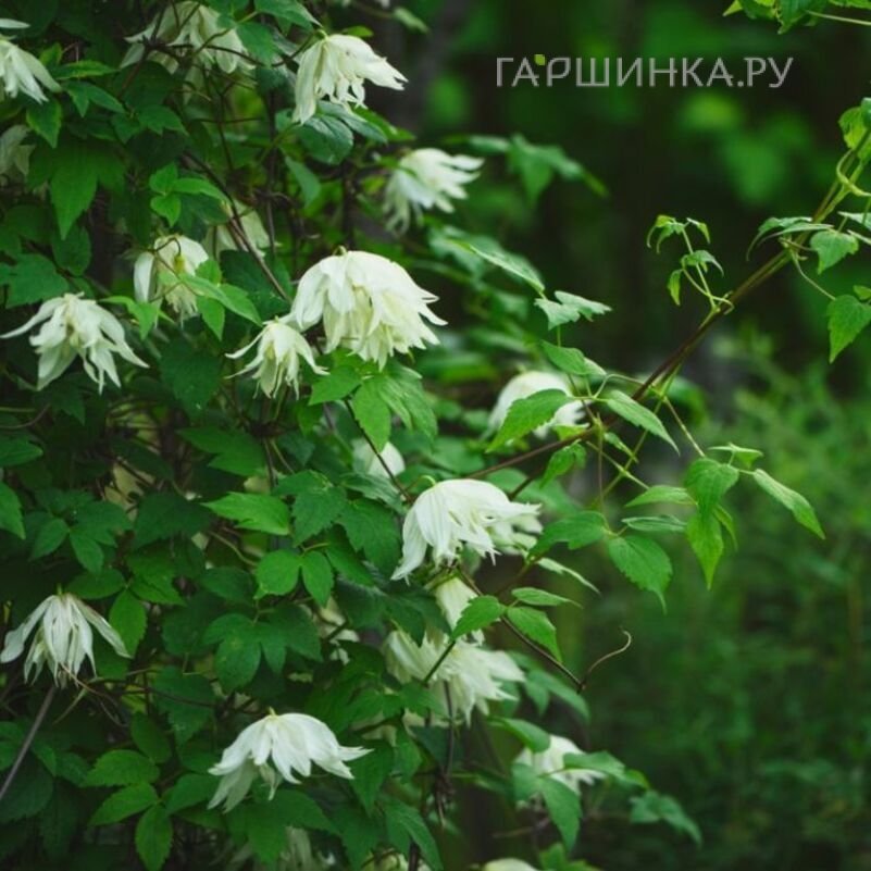 Клематис (Княжик) Лемон Дрим (Лимонная мечта) махровый (1)