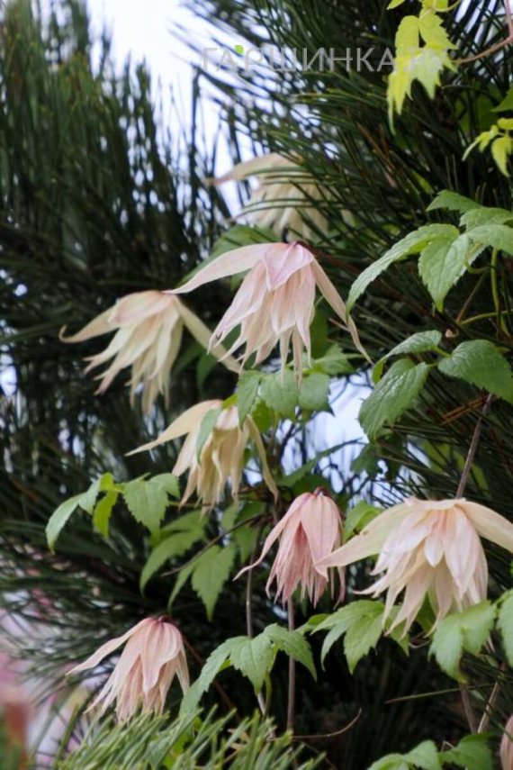 Клематис (Княжик) Пинк Свинг (Розовые качели) махровый крупноцветковый (1)