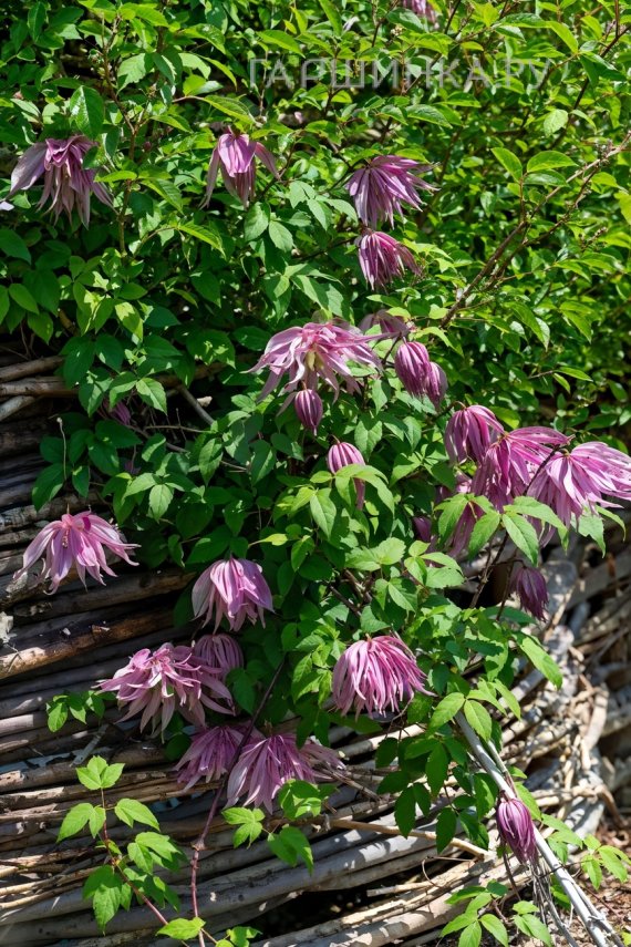 Клематис (Княжик) Пурпул Дрим (Пурпурная мечта) крупноцветковый (1)