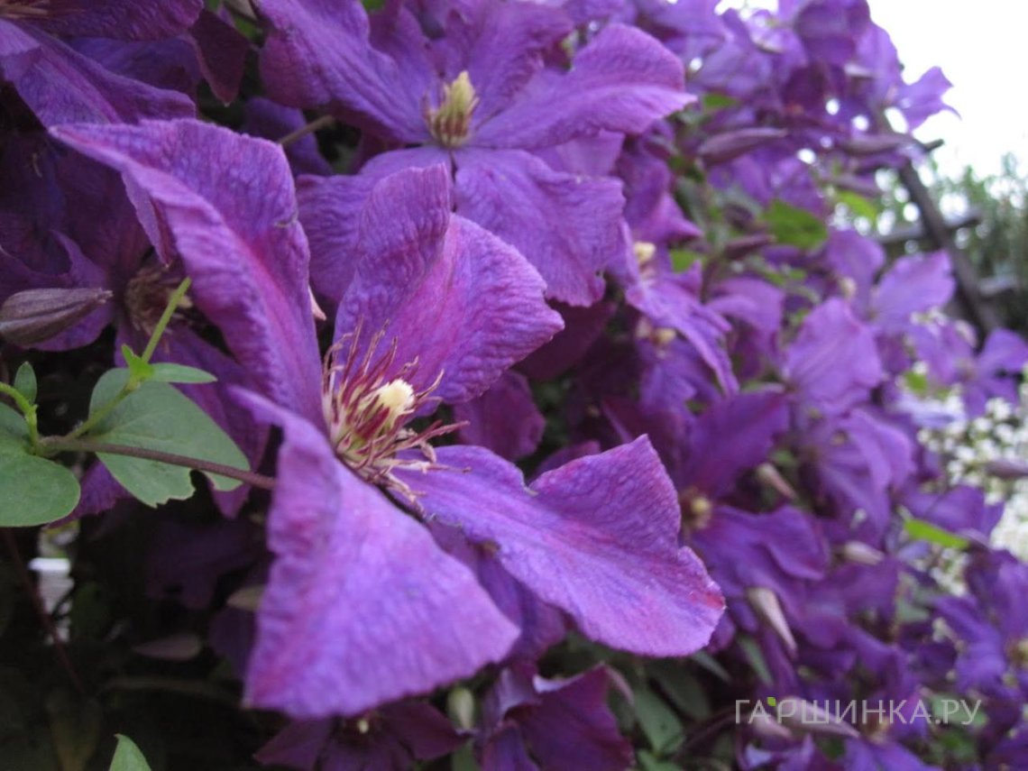 Клематис Полиш Спирит крупноцветковый(3)