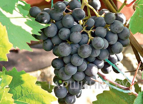 Виноград Агат донской плодовый