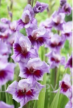 Гладиолус Бонос Мэмори 5 шт.