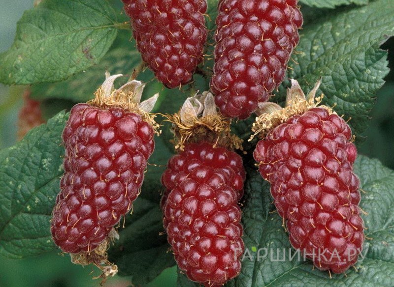 Ежемалина логнаберри / loganobaccus