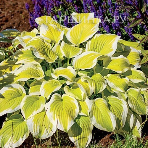 Хоста Спринг Монинг (M)