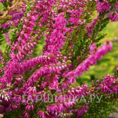 Вереск Perestrojka