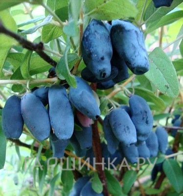 Жимолость Амур