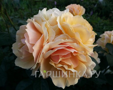 Роза Ханзештадт Росток флорибунда, Тантау (лиц)