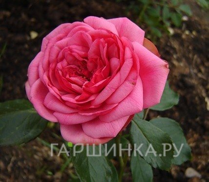 Роза Гете Роуз чайно-гибридная, Тантау (лиц)