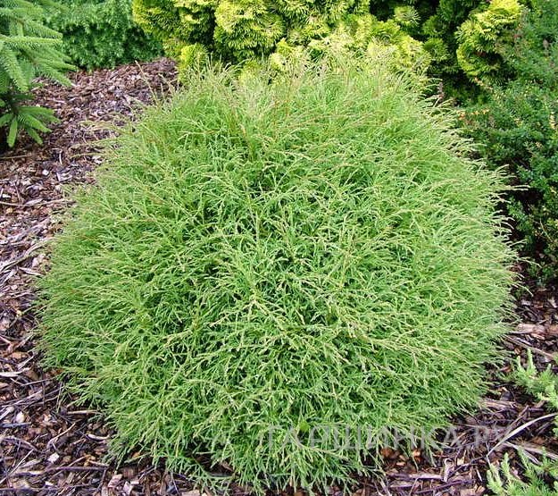 Туя шаровидная Мистер Боулинг Болл