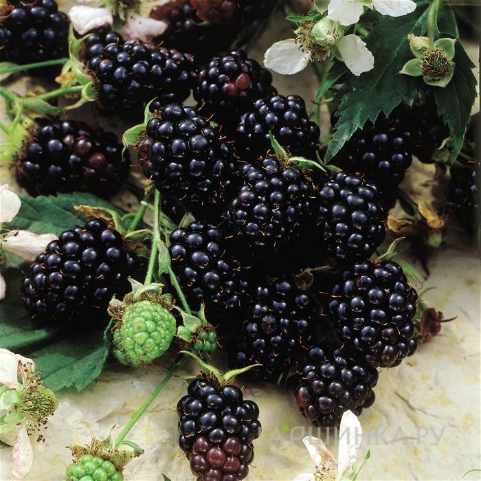 Ежевика Торнлесс Эвергрин