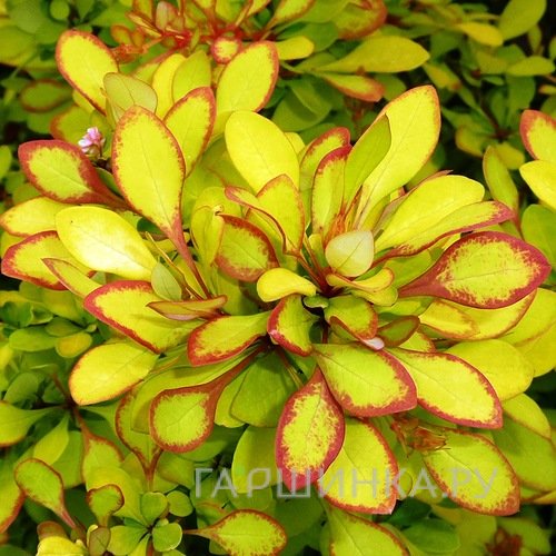 Барбарис Тунберга Мария