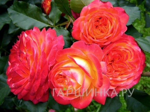 Роза Мидсаммер флорибунда, Тантау (лиц)