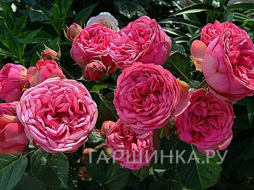 Роза Пинк Пиано чайно-гибридная, Тантау (лиц)