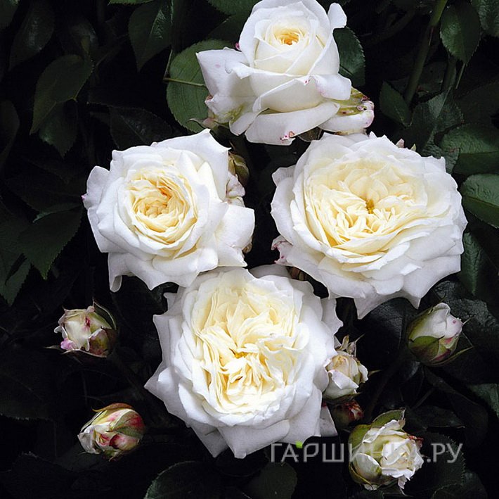 Роза Флорентине флорибунда, Imperial Rose