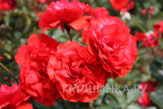Роза Трампетер флорибунда, Imperial Rose