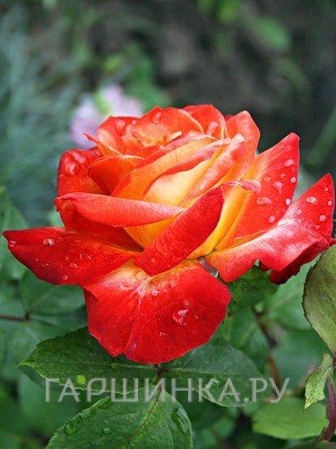 Роза Пигаль 85 флорибунда, Top Roses