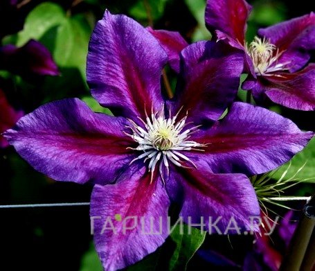 Клематис крупноцветковый Юлька (Julka) (2)