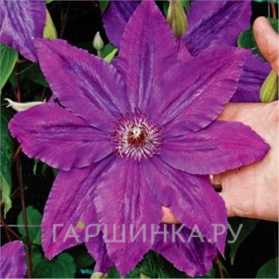 Клематис Каспер крупноцветковый (2)