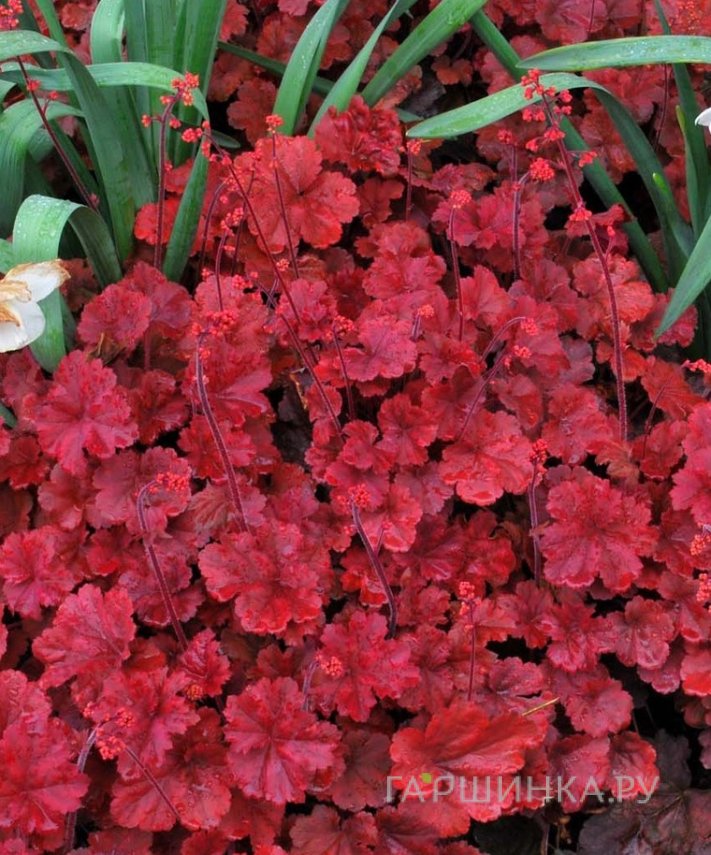 Гейхера Черри Кола (серия SODA)