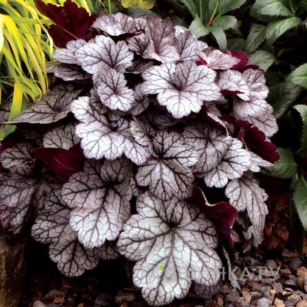 Гейхера Глиттер