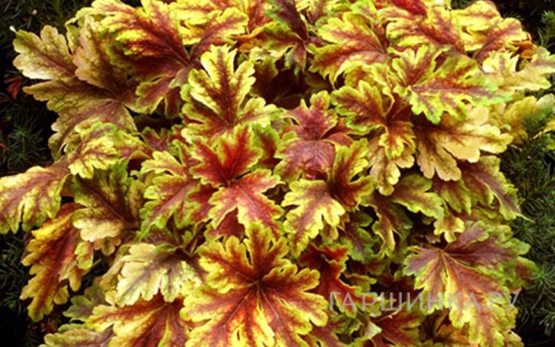 Гейхерелла Голд Зебра