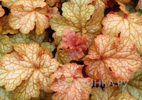 Гейхера Мидас Тач