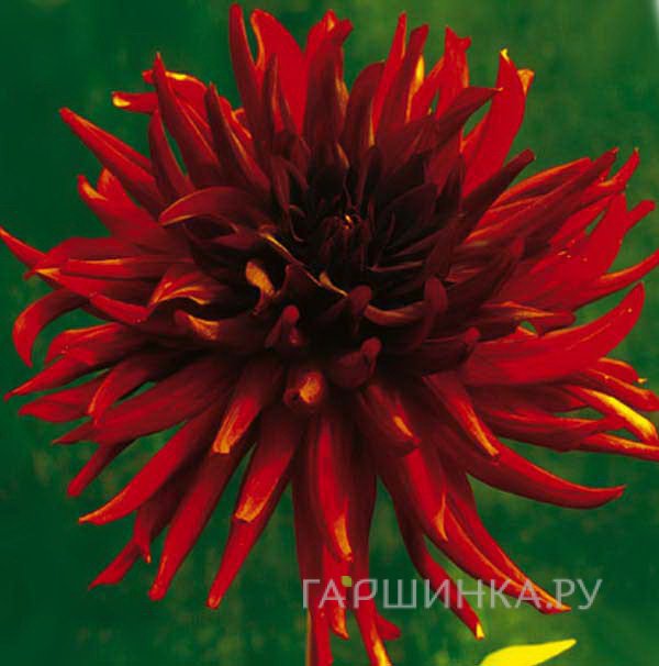 Георгина Ред Марджоретт кактусовидная