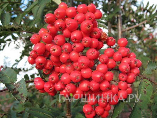 Рябина Алая крупная