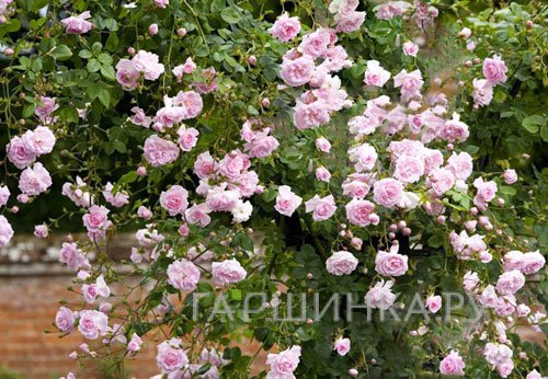 Роза Нью Даун плетистая, Топалович (лиц)