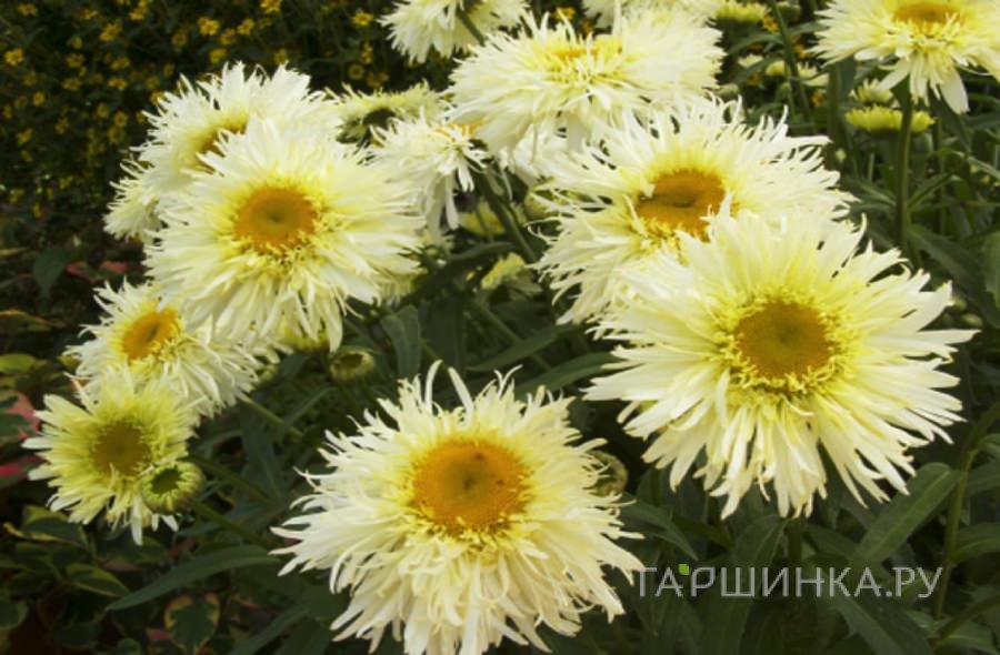 Ромашка (Нивяник) Голдрауш