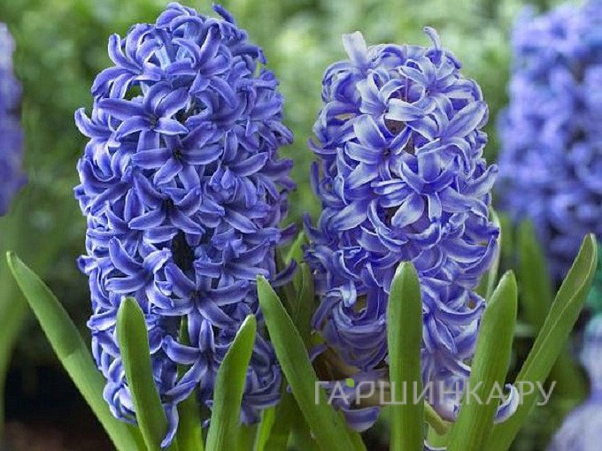 Гиацинт Питер Стивенсон 3шт