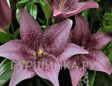 Лилия Свит Шуга ЛА-гибрид/2шт