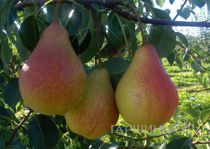 Груша Кафедральная