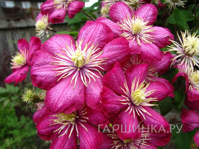 Клематис Виль де Лион крупноцветковый (3)