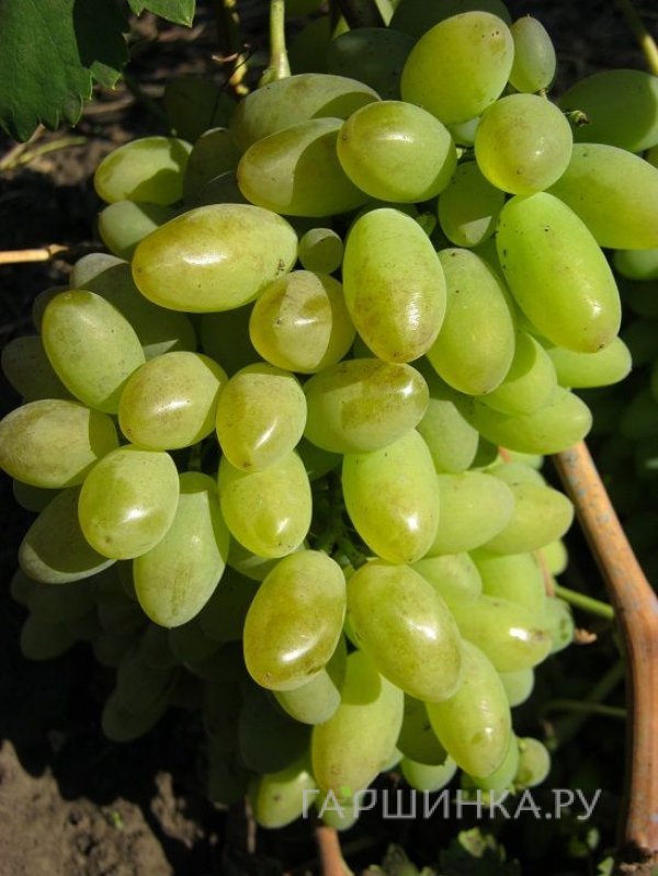 Виноград Элегант плодовый