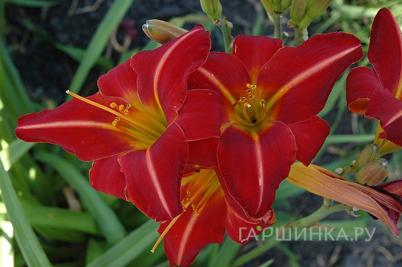 Лилейник Чикаго Файр