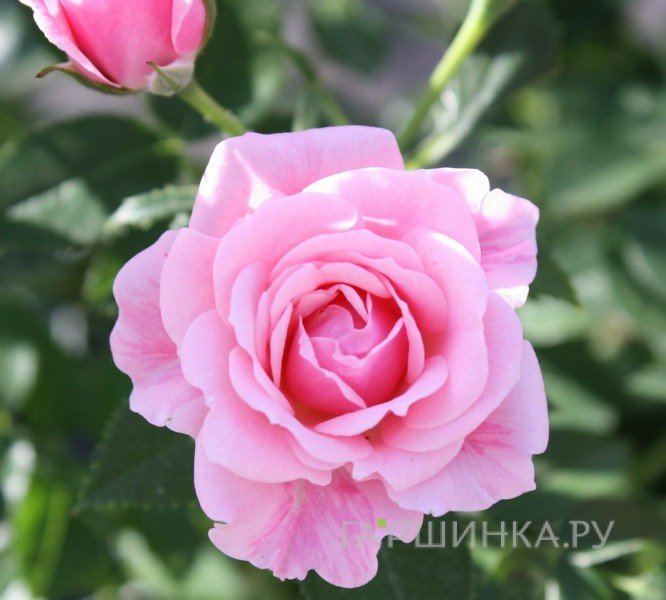 Роза Пинк Симфони миниатюрная, Imperial Rose