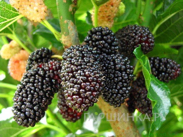 Шелковица черная