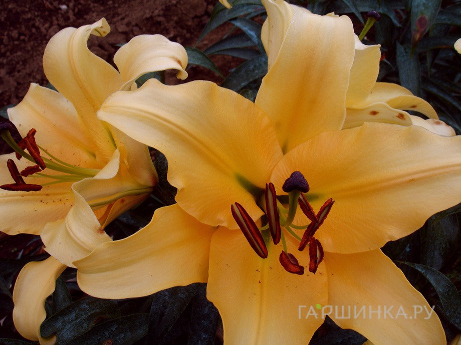 Лилия Корвадо ОТ-гибрид