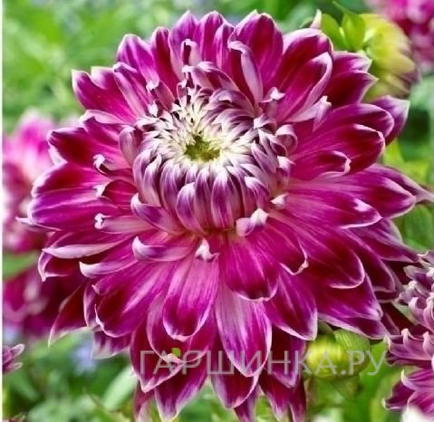 Георгина Ванкувер декоративная