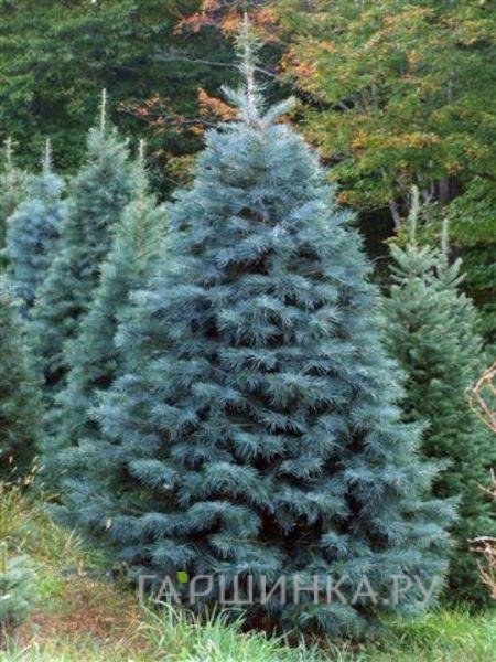 Пихта одноцветная