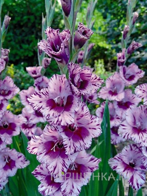 Гладиолус Пассос