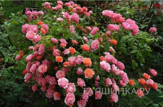 Роза Жан Кокто флорибунда, Топалович (лиц)