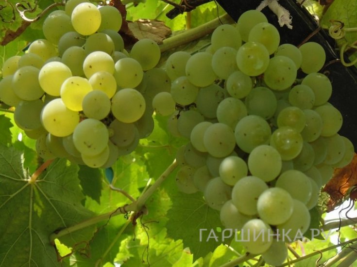 Виноград Алешенькин плодовый