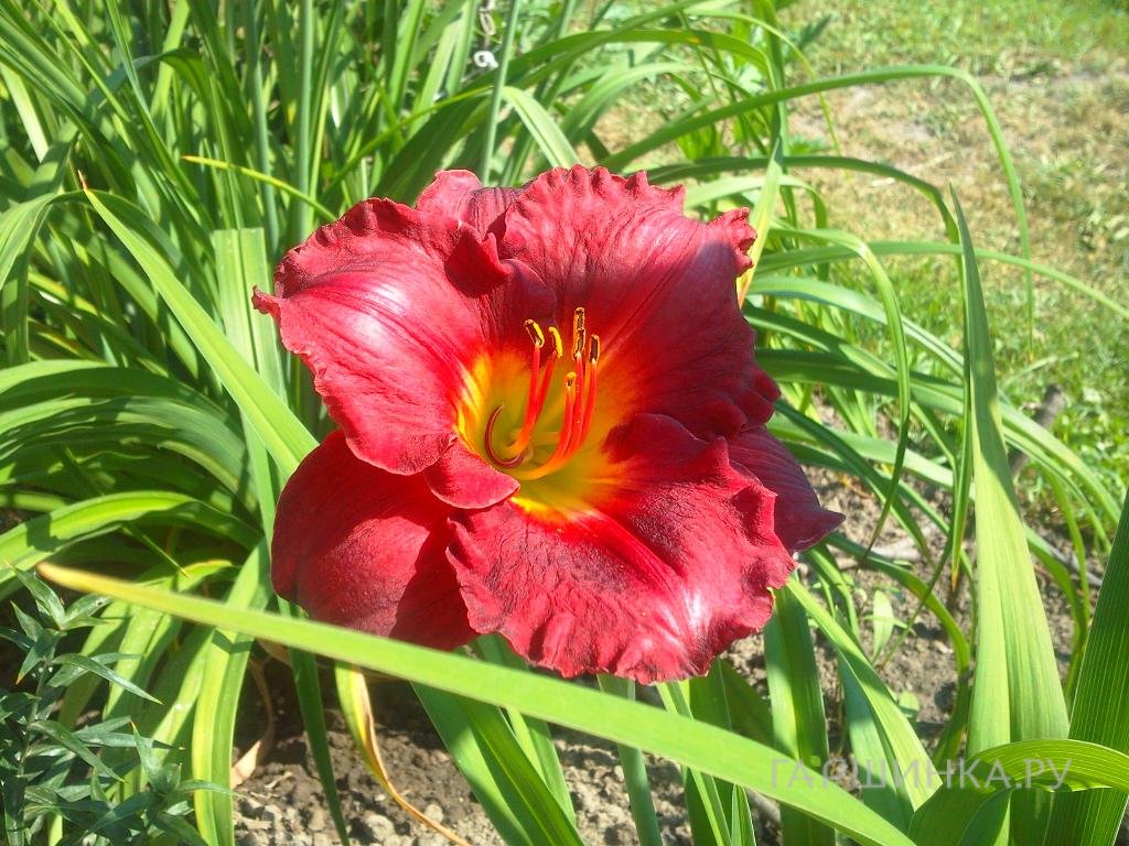 Лилейник Хей Зе