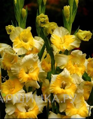Гладиолус Багги 5шт.